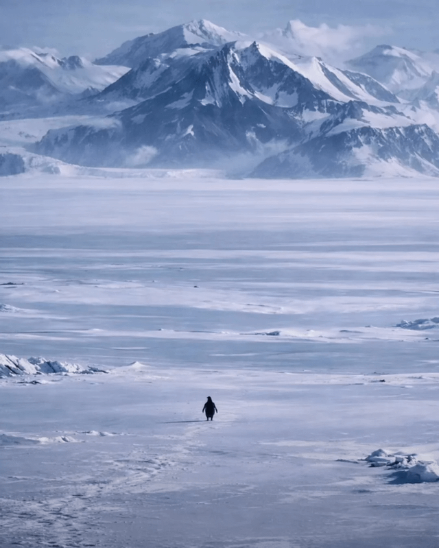 The Viral “Nihilist Penguin Death March”: Footprints in the Ice That Became blueprint for the human soul