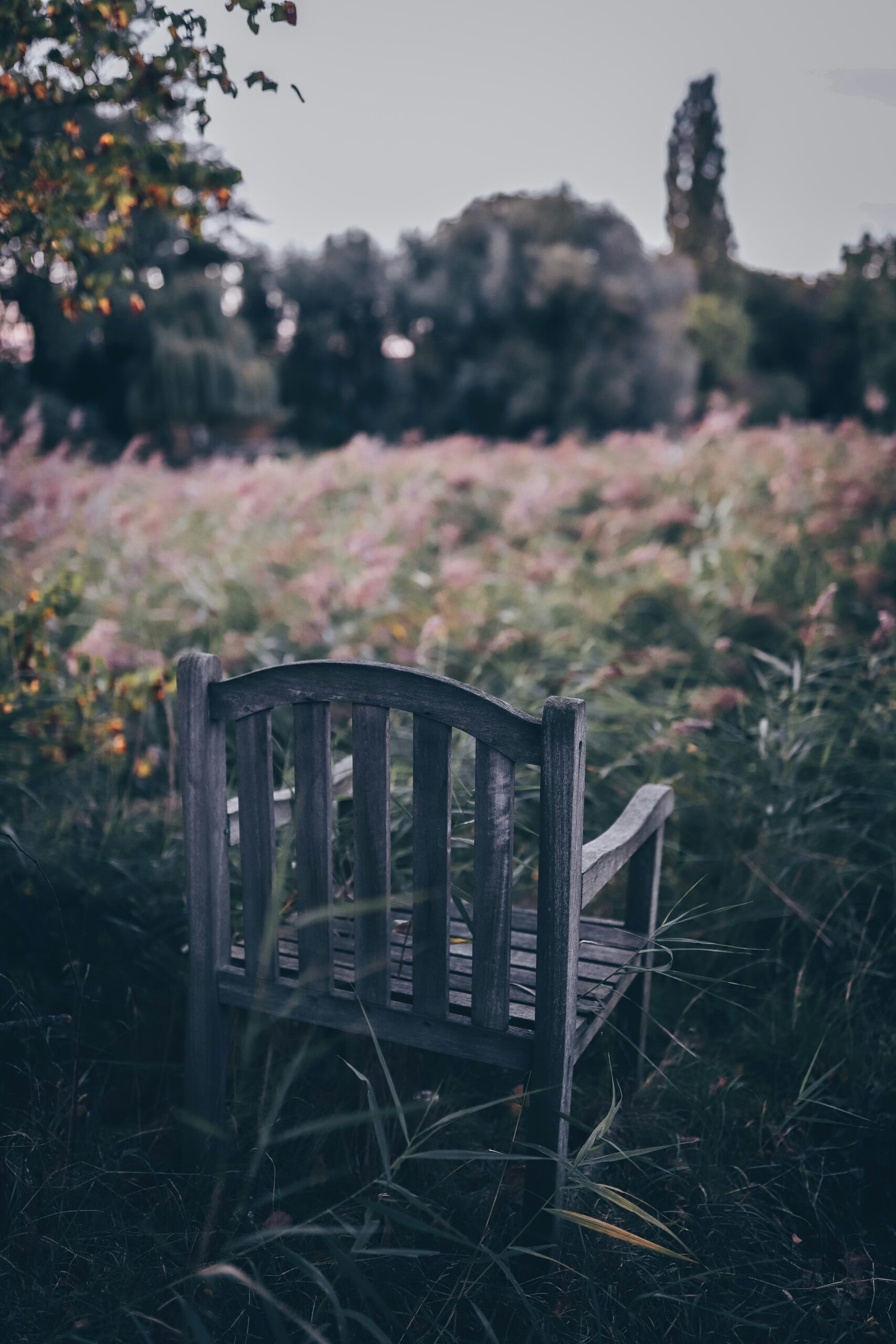 4 Natural Sanctuaries that Heal the Mind: Silence, Solitude, Stillness & Simplicity